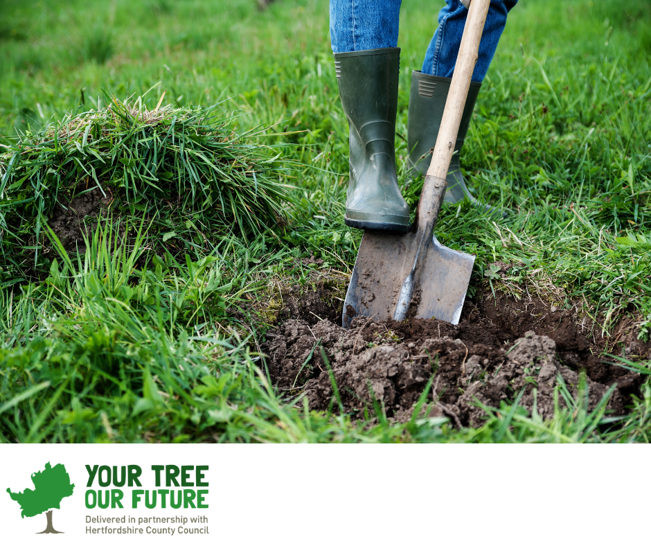 Your Tree Your Future poster