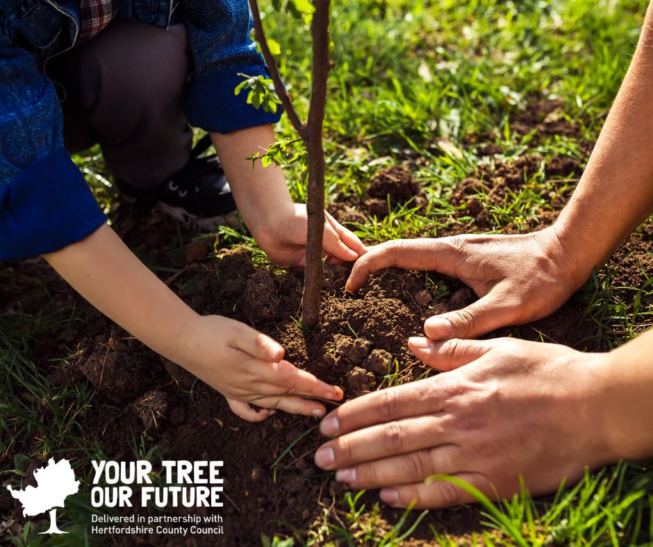 Your Tree Our Future poster