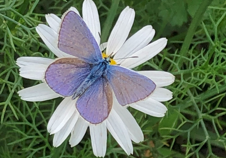A Blue Common Butterfly at a St Albans wilding site