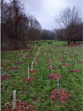 Tree planting in the former golf course at Verulamium Park