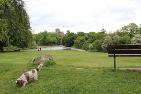 Verulamium Park