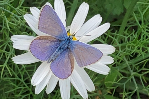 A Blue Common Butterfly at a St Albans wilding site